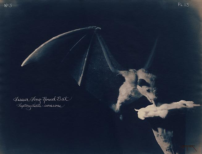 Lesser Long-Nosed Bat
2002
toned cyanotype with hand coloring
