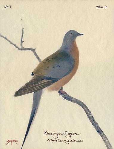 Passenger Pigeon 
2002
toned cyanotype with hand coloring