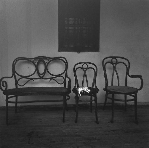Untitled, (Cat sleeping on chair)
2006
gelatin silver print