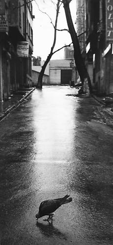 Untitled, (Bind in the Middle of the Street)
1996
gelatin silver print
