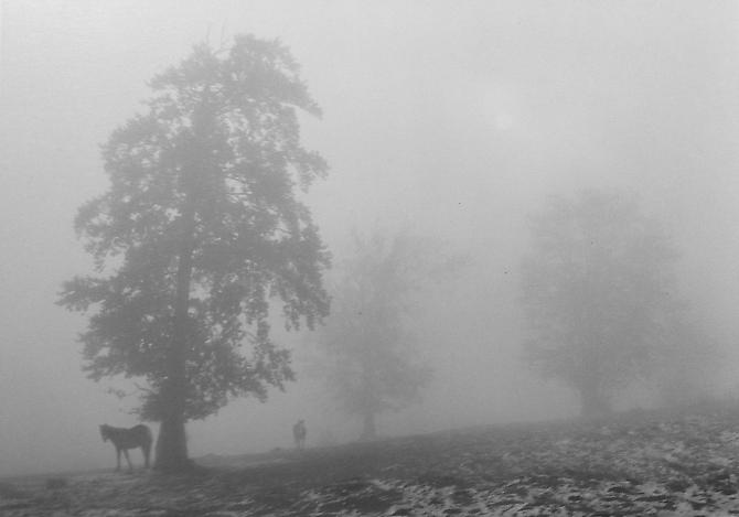 Untitled, (Two horses next to trees in fog)
2003
gelatin silver print