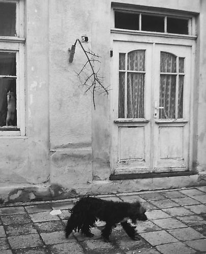 Untitled, (Dog walking down tiled road)
2003
gelatin silver print