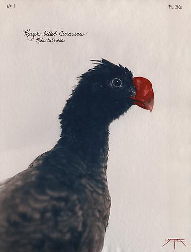 Razor-Billed Curassow 
2003
toned cyanotype with hand coloring