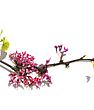 Morrison wows in NYC with Spring Microcosm