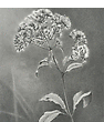 Mary Reilly: Capturing The Transience of Nature