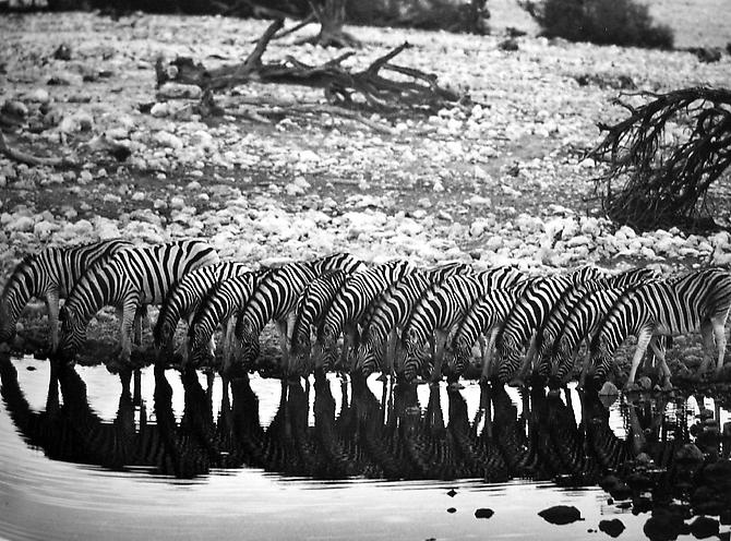 Mountain Zebras, Hoanib River Valley, Damaraland, Nambia
2005
gelatin silver print