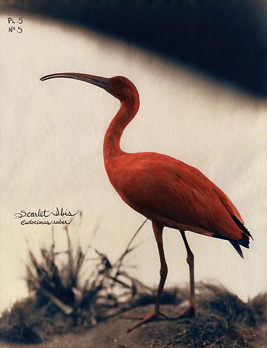 Scarlet Ibis 
2002
toned cyanotype with hand coloring