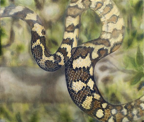 Python, 2010
Oil on linen
28 x 22 in / 71 x 56 cm