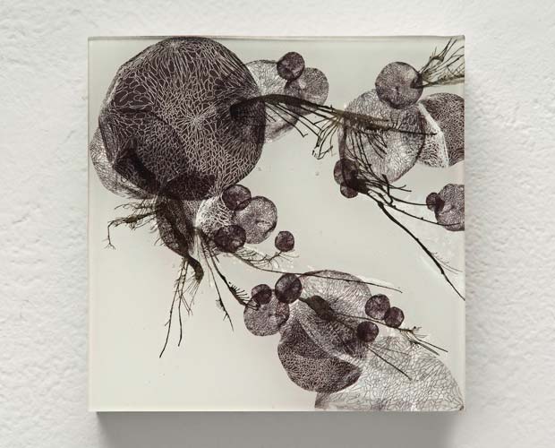 Spores [2], 2010
ink and mixed media on wood panel coated with epoxy resin
16 x 20 inches