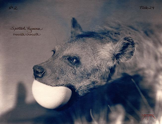 Spotted Hyaena 
2002
toned cyanotype with hand coloring