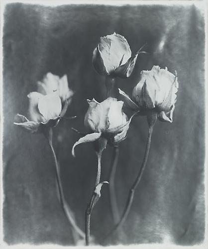 Four Roses
2012
gelatin silver print