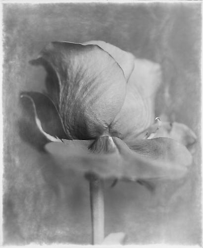 Soft Rose
2012
gelatin silver print