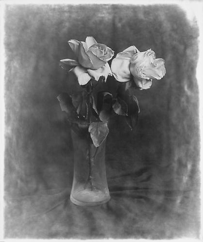 Two flowers in Jar
2012
gelatin silver print