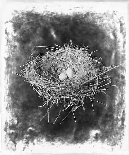 Nest
2012
gelatin silver print