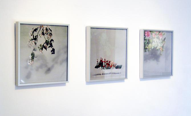 Untitled (White Flower Vine), (Red Flowers France), (Rhododendron), 2009
Digital C-print ed. 1/3
15h x 15w in each