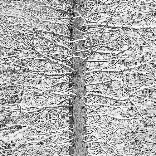 Tree and Snow Mosaic
gelatin silver print