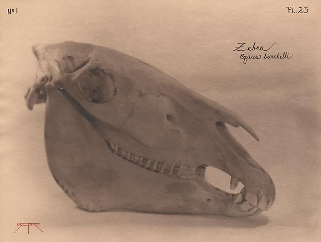 Zebra
2004
toned cyanotype with hand coloring