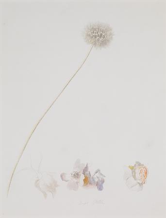 Joseph Stella (1877-1946)
Dandelion and Roses, c. 1925
Silverpoint and crayon on prepared paper
14 7/8 x 13 inches Image