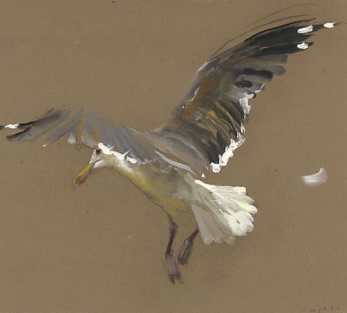 Jamie Wyeth (b. 1946)
Gull about to Land, 2006
Watercolor and gouache on toned handmade rag paper
22 1/8 x 24 5/8 inches
Signed lower right: J. Wyeth
Image