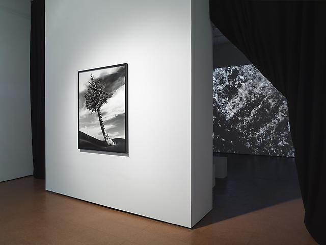Lorraine O'Grady, New Worlds
Foreground: The Fir-Palm (1991/2012)
Background: Landscape (Western Hemisphere) (2011)
Installation view Alexander Gray Associates (2012)