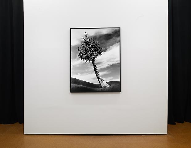 Lorraine O'Grady
The Fir-Palm (1991/2012)
Installation view Alexander Gray Associates (2012)