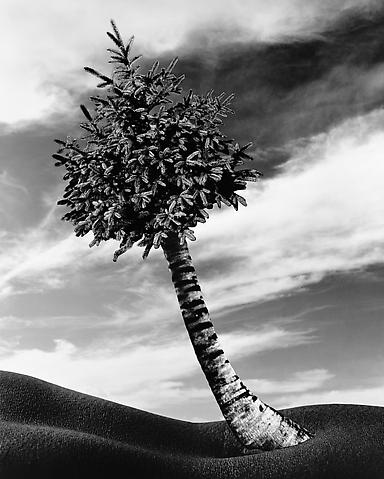 The Fir-Palm (1991/2012)
Silver gelatin print (photomontage); 50h x 40w in (127h x 101.6w cm)
Edition of 8 with 1 AP
