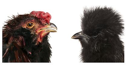 KOEN VANMECHELEN
Mechelse Silky
2011, Lambdaprint mounted, diptych, 12 x 12 inches / 30 x 30 cm, edition: 8