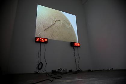 Koen Vanmechelen - Cosmopolitan Chicken Project DC
installation view