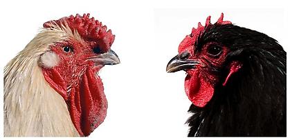 Koen Vanmechelen
The Cosmopolitan Chicken Project
photographs.