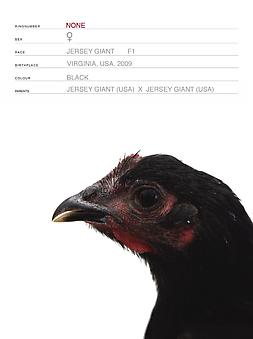 Koen Vanmechelen
Mechelse Redcap x Jersey Giant (Cosmopolitan Chicken Project DC) (detail)
2009, 4 digital prints, 7.5 x 9.5 inches each
Edition of 10, Call gallery for details