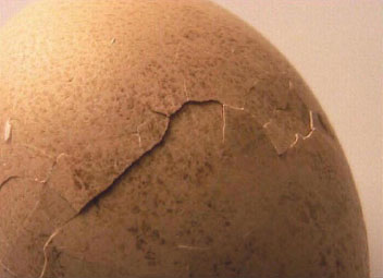 Koen Vanmechelen
Egg
2002/2009, video installation with 2 digital clocks, dimensions vary