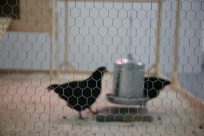 Koen Vanmechelen - Cosmopolitan Chicken Project DC
installation view