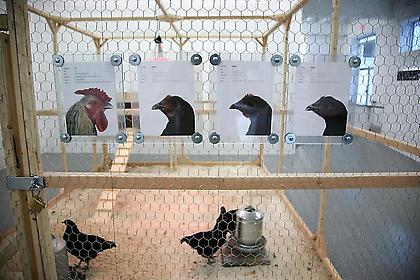 KOEN VANMECHELEN
The Cosmopolitan Chicken Project (DC)
installation view