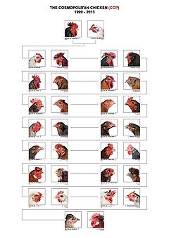 KOEN VANMECHELEN
Cosmopolitan Chicken Project (C.C.P.), 1999-2013
Pedigree installation.
Please contact gallery for more information.