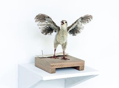 KOEN VANMECHELEN
Leaving Paradise
2013, Taxidermied Red Jungle Fowl (chick), wood, 8 x 8 x 8 inches
Unique