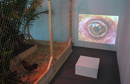 KOEN VANMECHELEN
Leaving Paradise
2013, installation view, CONNERSMITH.