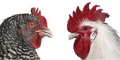 KOEN VANMECHELEN
Mechelse Koekoek x Poulet de Bresse
2013, lambda print on plexiglas, diptych, 12 x 12 inches (each).