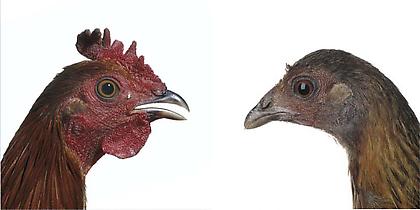 KOEN VANMECHELEN
Red Jungle Fowl
2013, lambda print on plexiglas, diptych, 24 x 24 inches (each), edition: 5