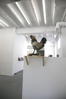 Koen Vanmechelen - Cosmopolitan Chicken Project DC
installation view