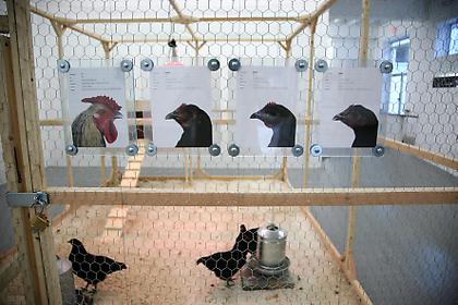 Koen Vanmechelen - Cosmopolitan Chicken Project DC
installation view