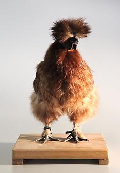 KOEN VANMECHELEN
Mechelse Silky 14th Generation - C.C.P.
2011, taxidermied chicken, 15.5 x 10 x 12 inches / 39 x 25 x 30 cm