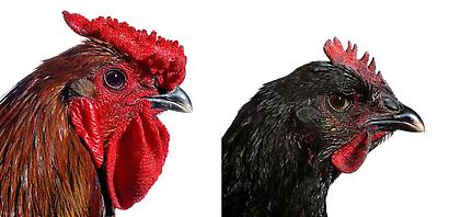 Koen Vanmechelen
Mechelse Giant (Rooster and Hen)
2002/2009 , Lambdaprint on Forex, 2 x (120 x 120cm)