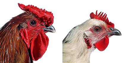 Koen Vanmechelen
Mechelse Giant (Rooster and Hen)
2002/2009 , Lambdaprint on Forex, 2 x (120 x 120cm)