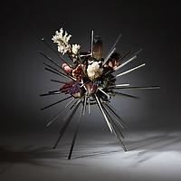 Sea Urchin