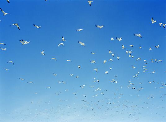 <i>Birds at the Landfill in New Jersey</i>,2012
Chromogenic Print