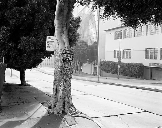 Peter Holzhauer
Grafitti Tree, 2008
Chromogenic print
30 x 38 inches
Edition of 6