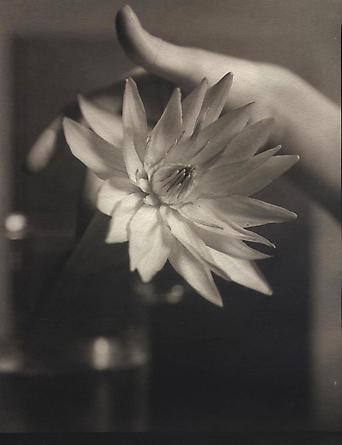 Waterlily, 2000