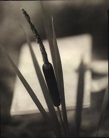 Cat Tail, 2000