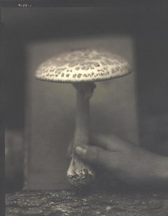 Blushing Deathcap, 1999