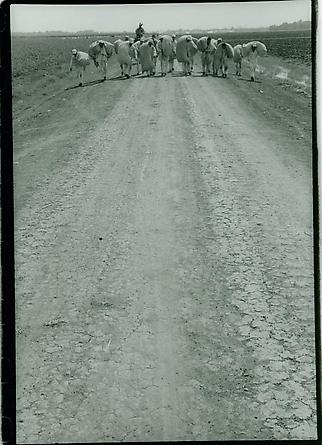 Texas Prison, 1968
